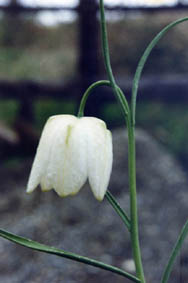 Fritillaria meleagris alba
